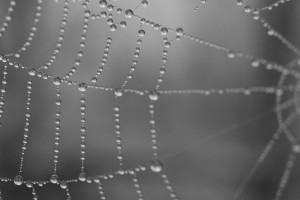 Web